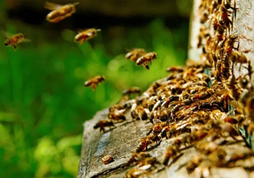 bees extermination lancaster pest management ephrata pa